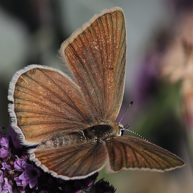 Polyommatus ripartii paralcestis female