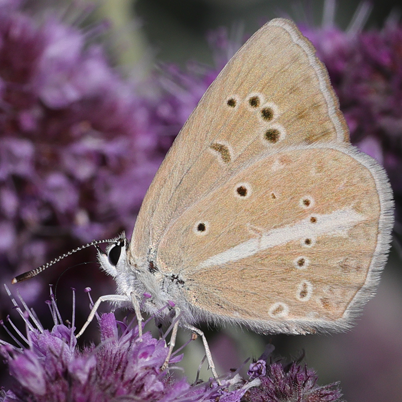 Polyommatus ripartii paralcestis female