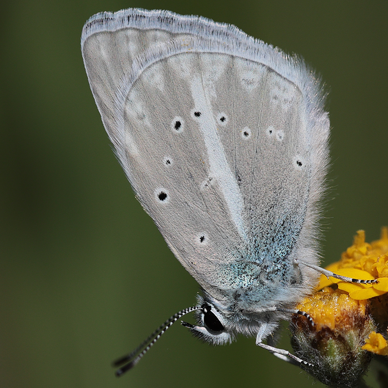 Polyommatus haigi