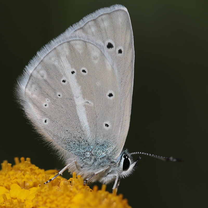 Polyommatus haigi