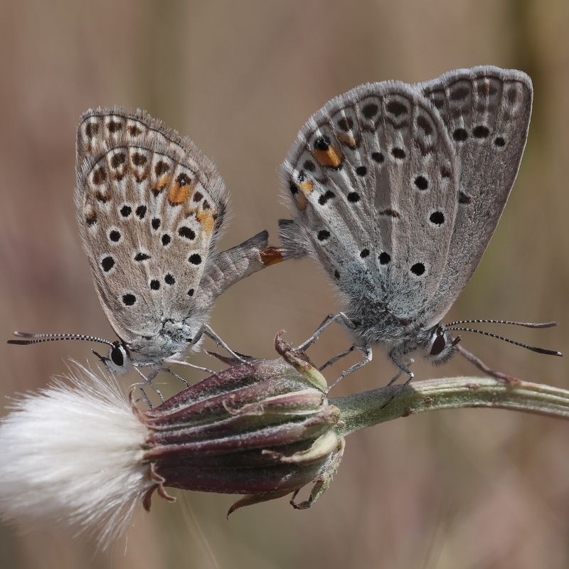 Polyommatus loewii copula