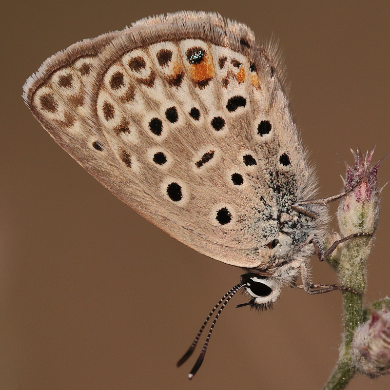 Polyommatus loewii