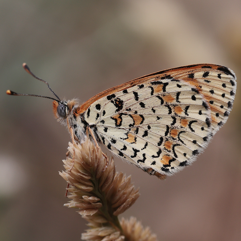 Melitaea persea
