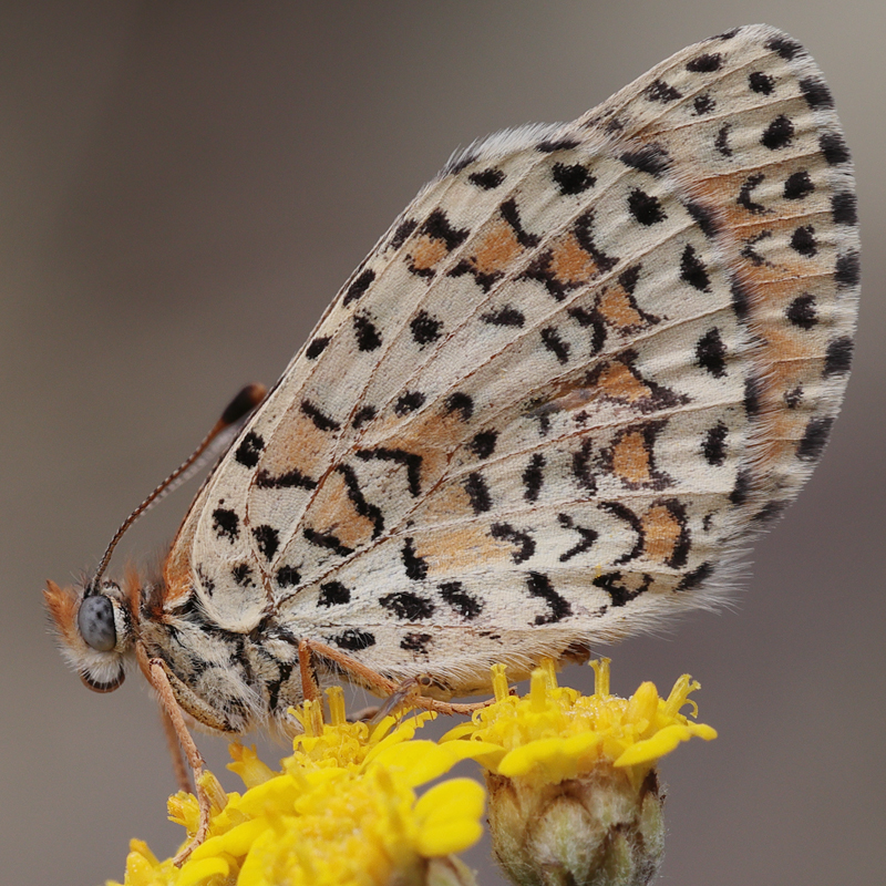 Melitaea trivia
