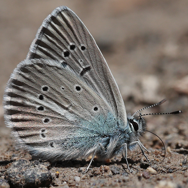 Polyommatus anticarmon