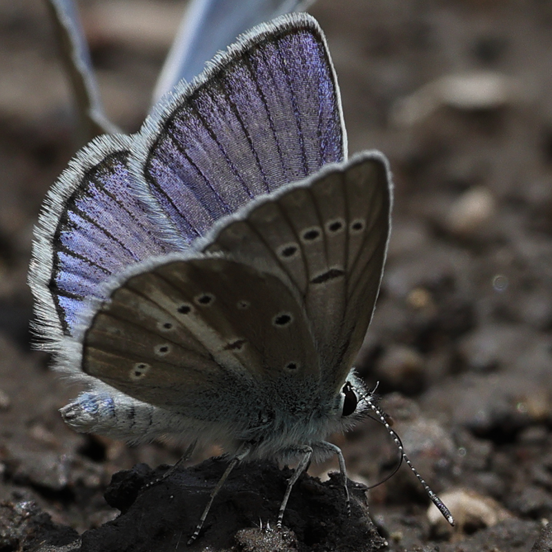Polyommatus anticarmon