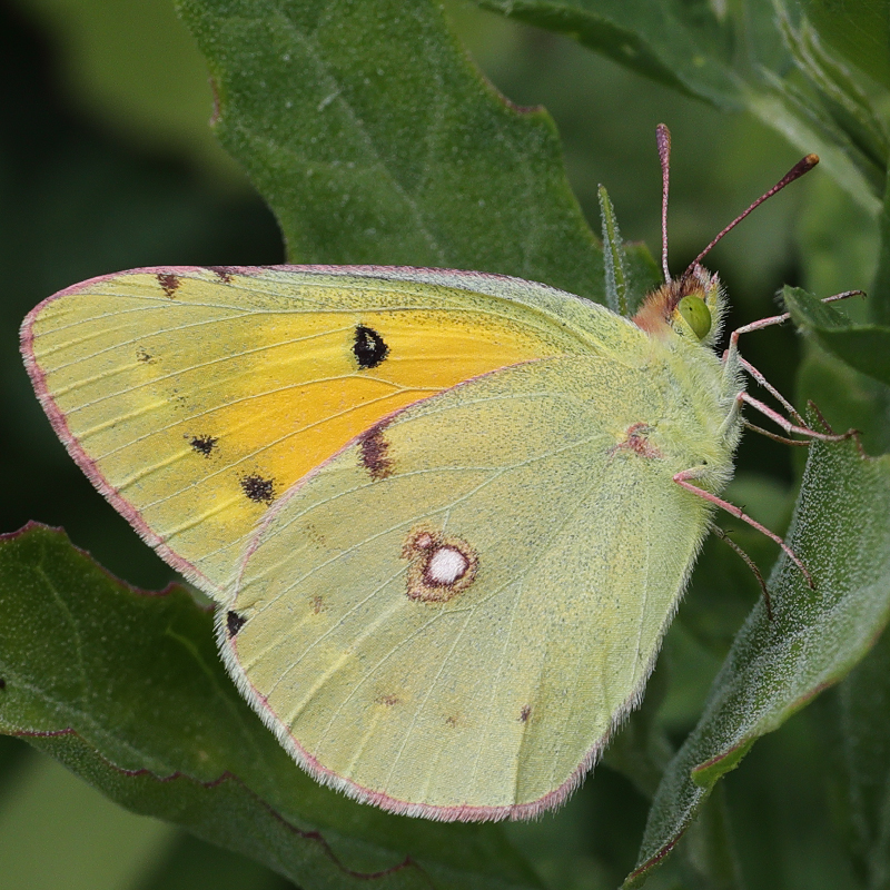 Colias croceus