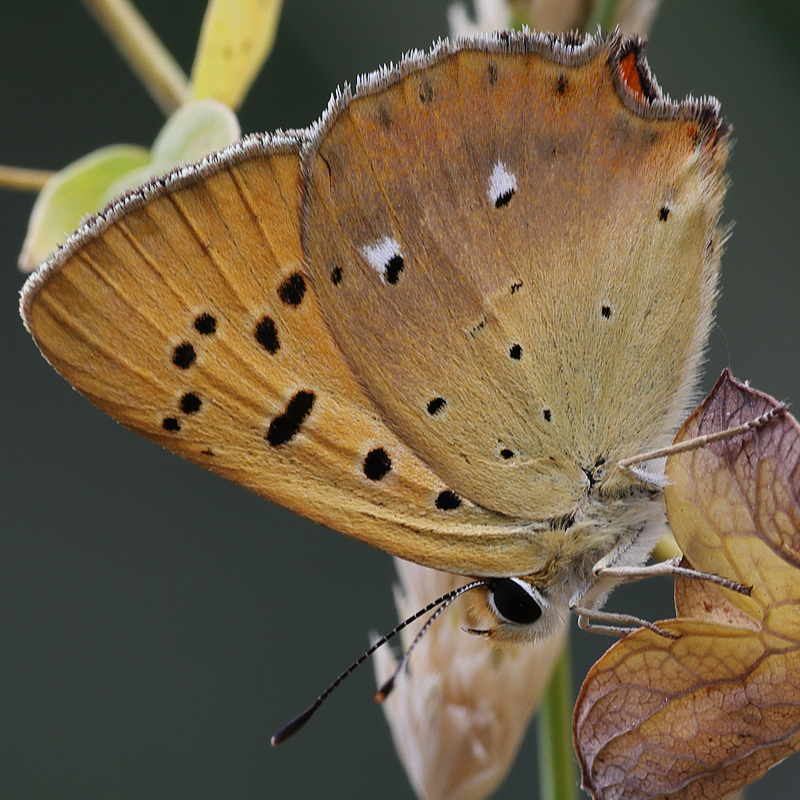 Lycaena virgaureae