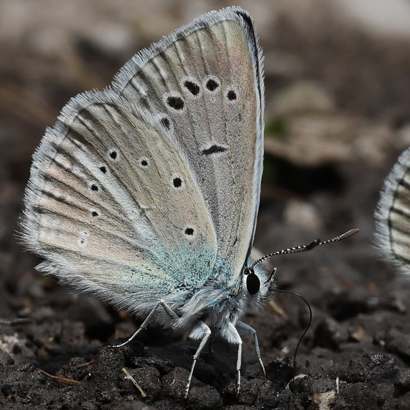 Polyommatus iphigenia