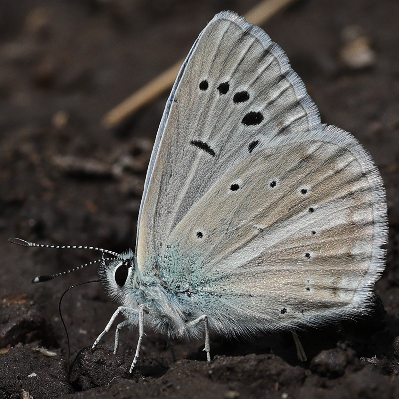 Polyommatus iphigenia