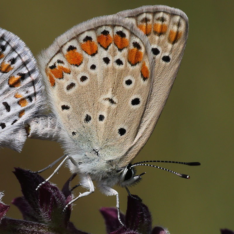 Polyommatus thersites