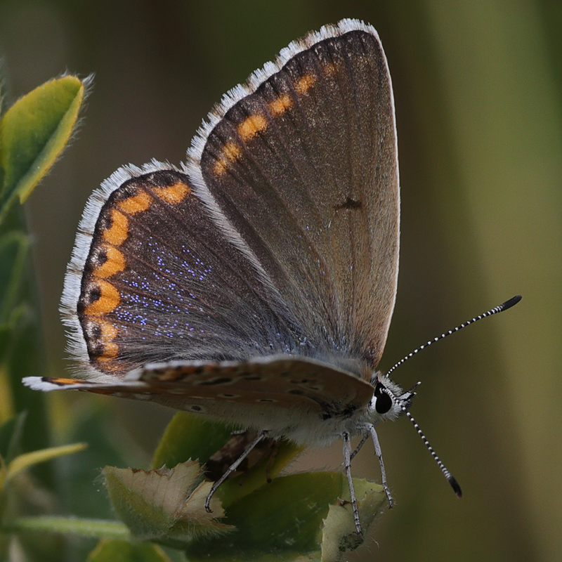Polyommatus bellargus