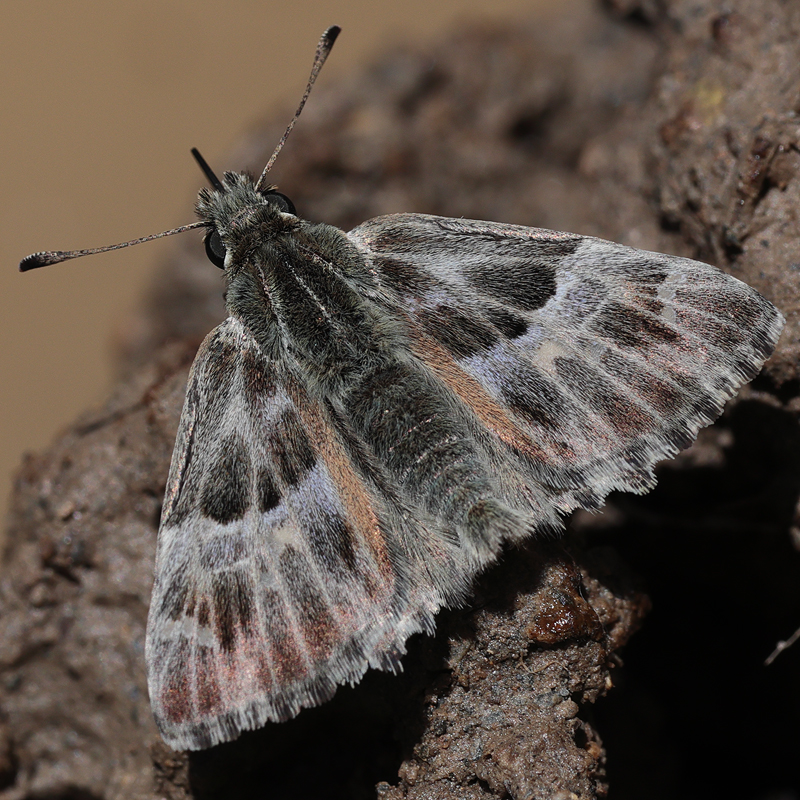 Carcharodus stauderi