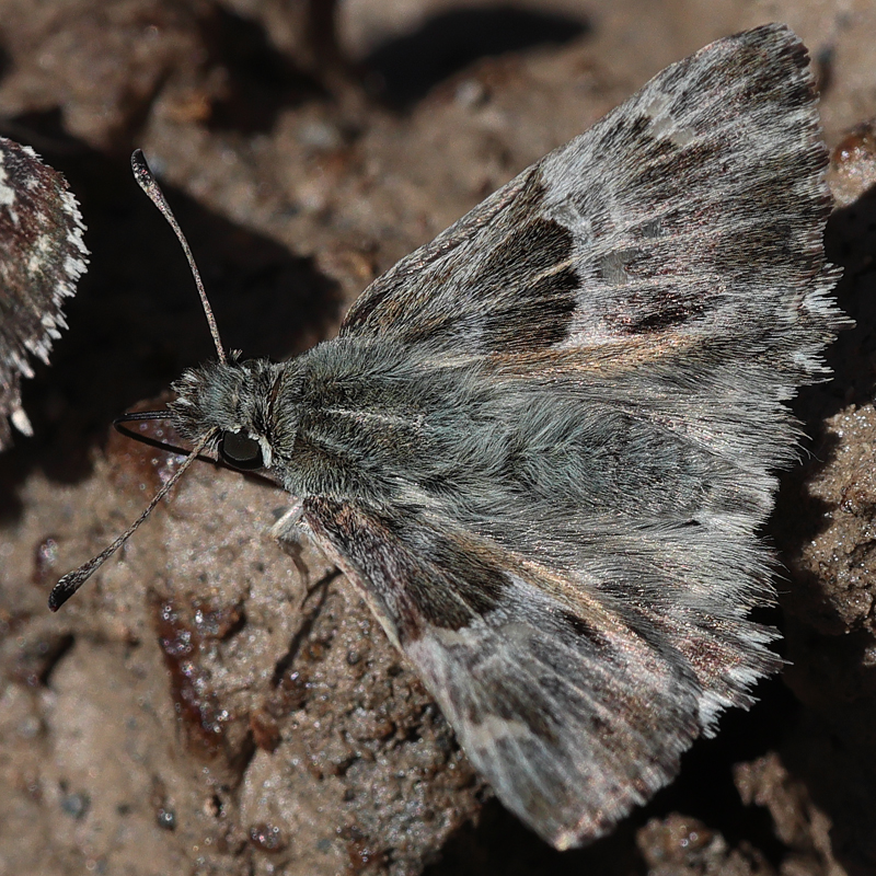 Carcharodus orientalis