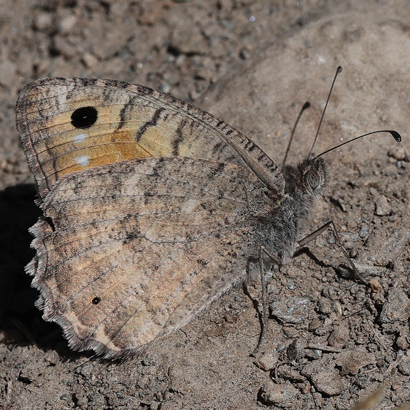Pseudochazara pelopea