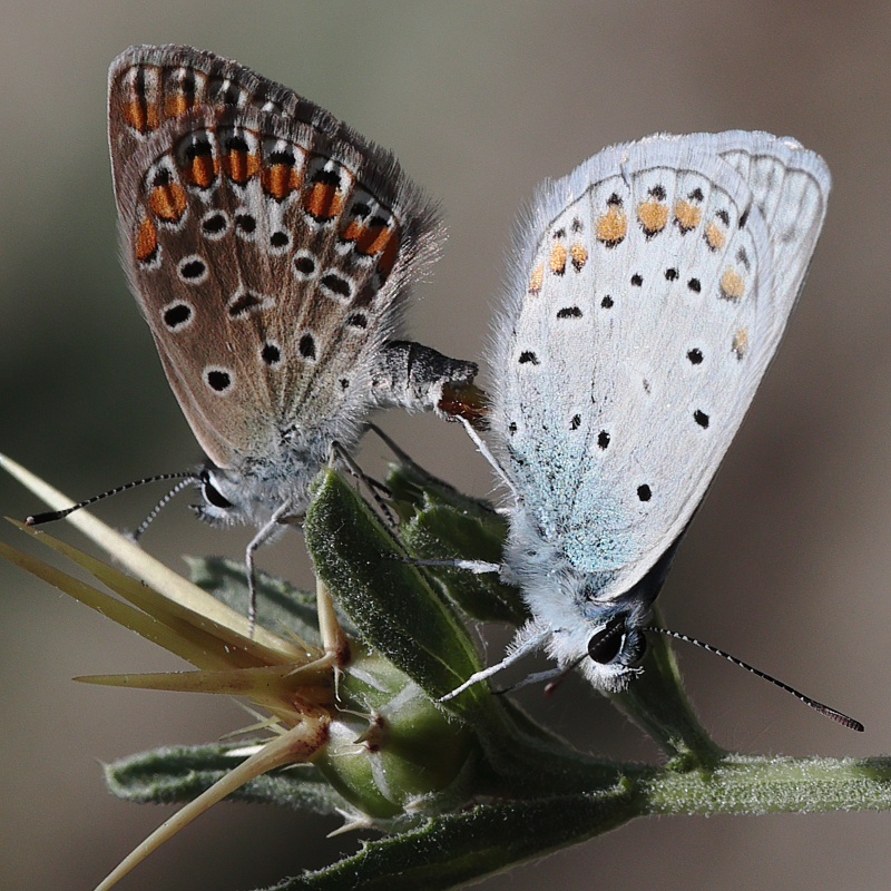 Polyommatus thersites