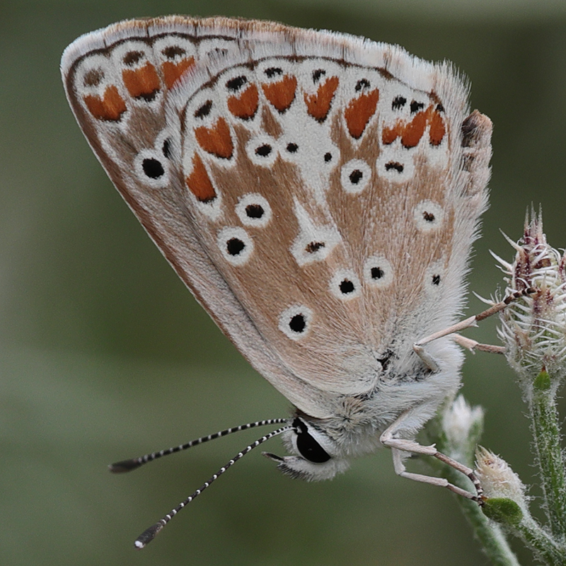 Aricia agestis