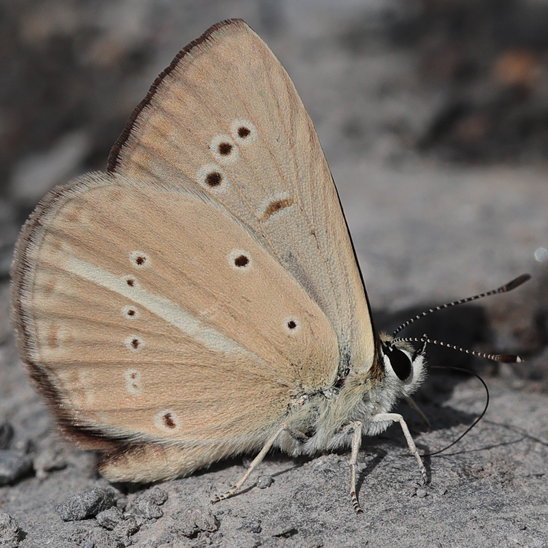 Polyommatus ripartii paralcestis female