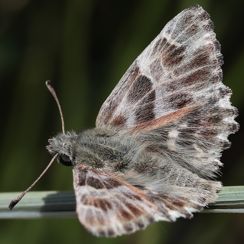 Carcharodus stauderi