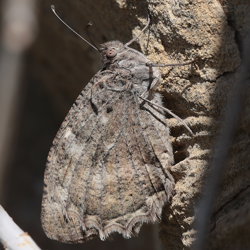 Pseudochazara pelopea