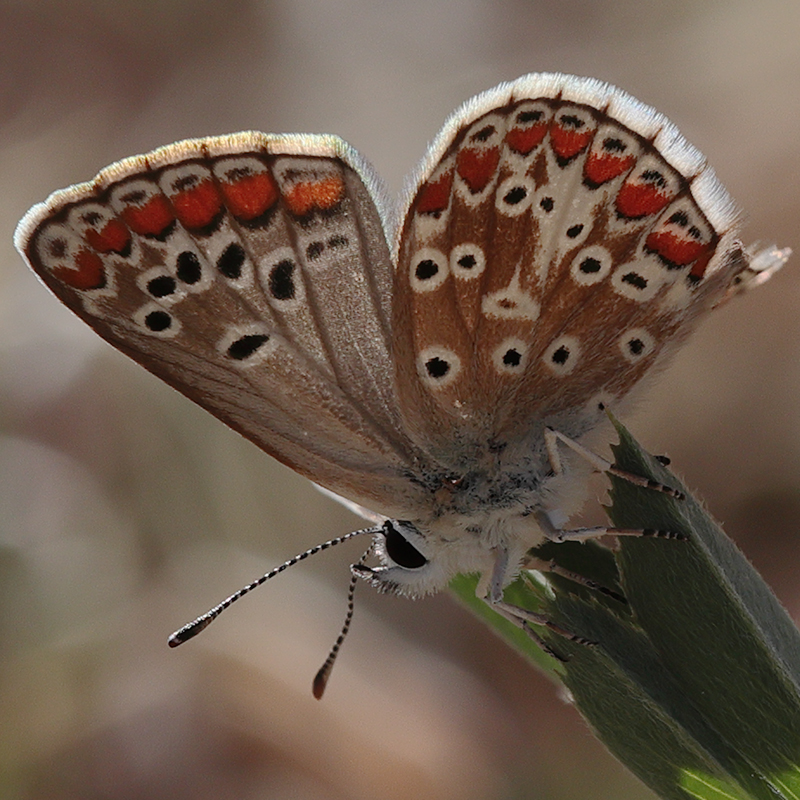 Aricia agestis