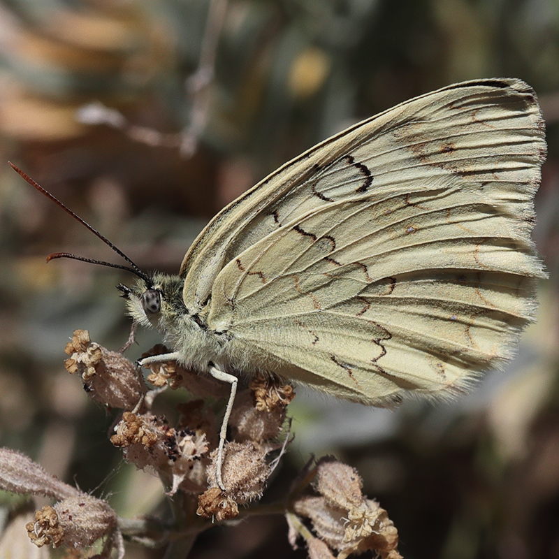 Melanargia hylata