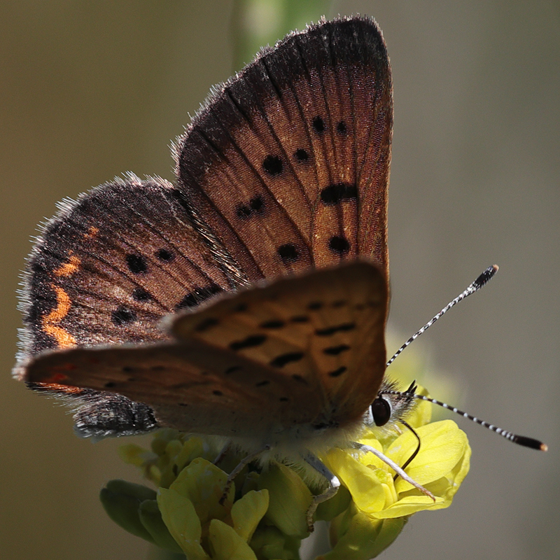 Lycaena helloides