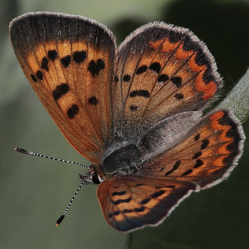 Lycaena helloides