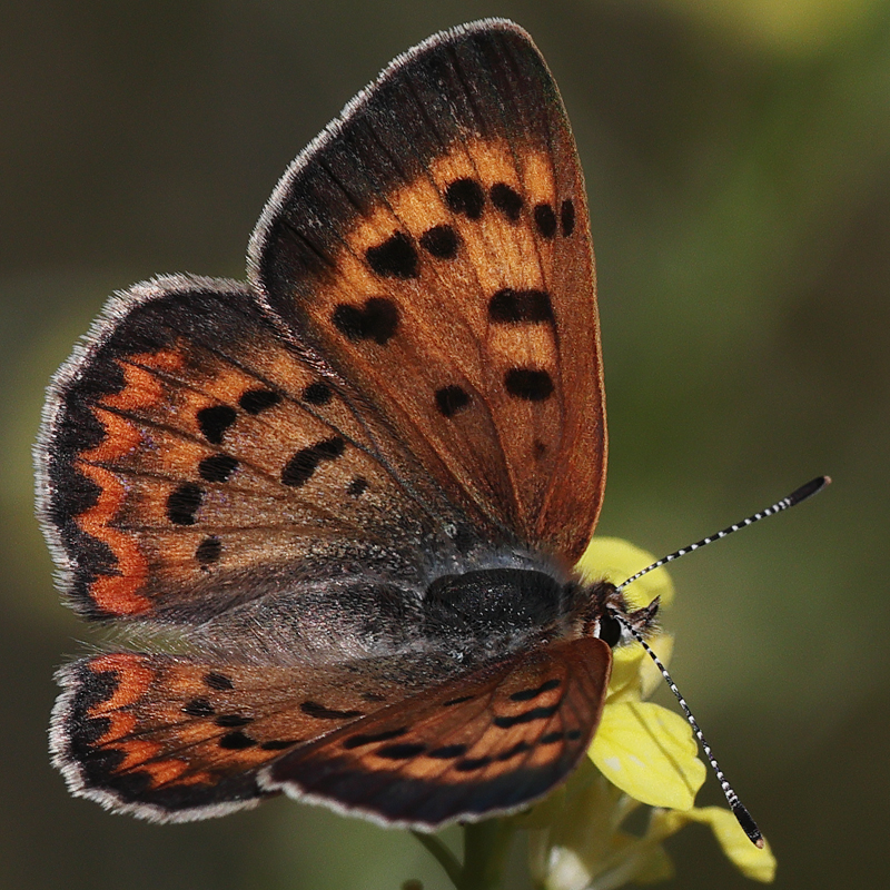 Lycaena helloides