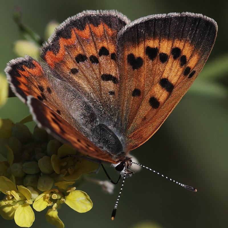 Lycaena helloides