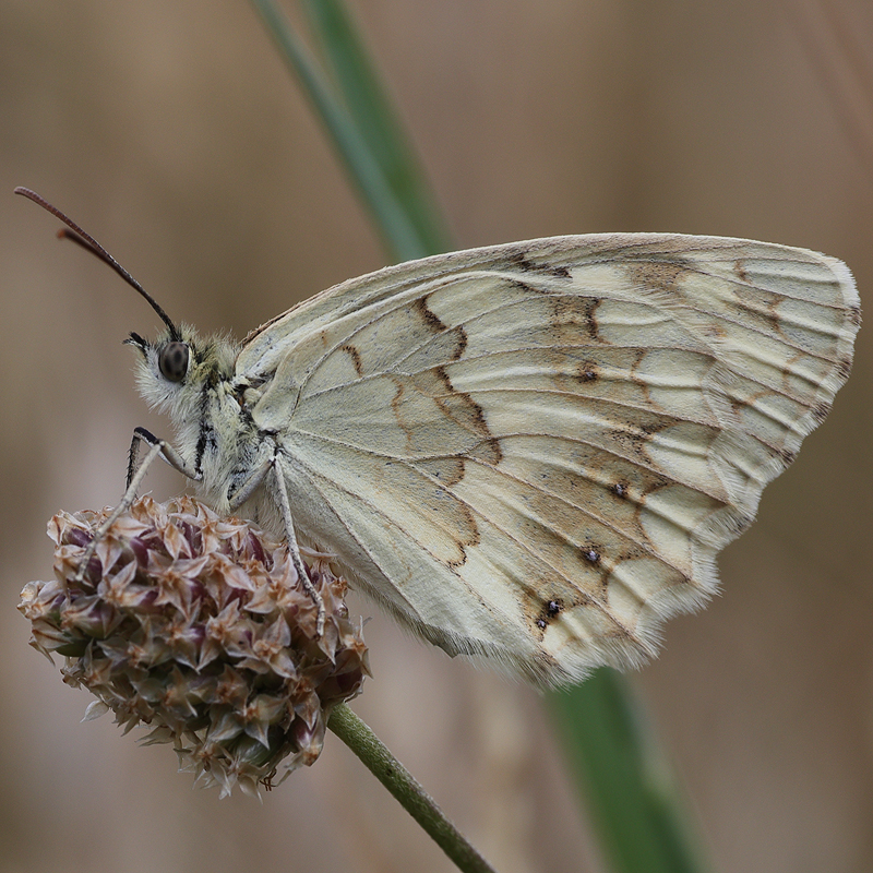 Melanargia hylata