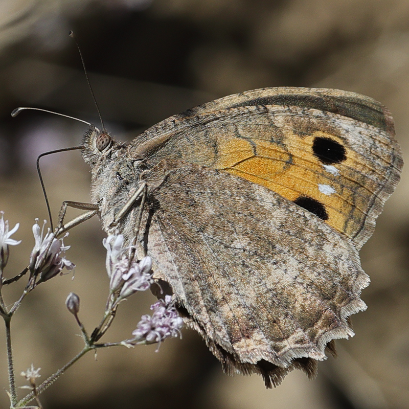 Pseudochazara mamurra
