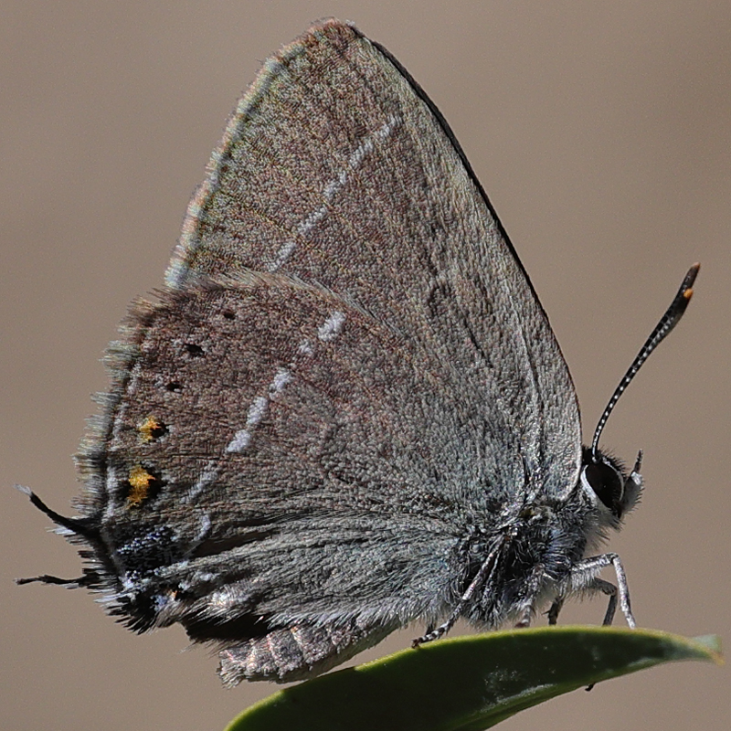 Satyrium spini