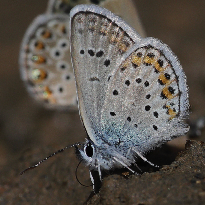 Plebejus idas