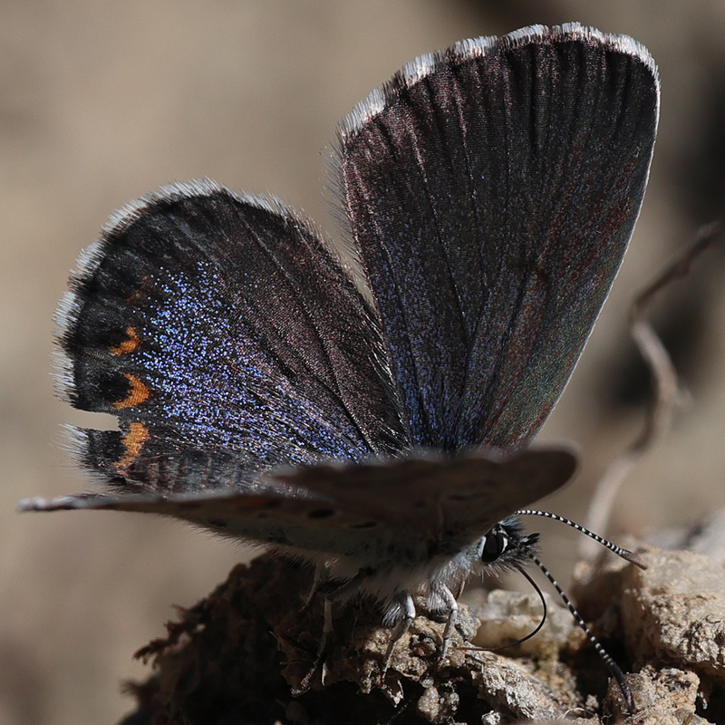 Pseudophilotes bavius (vanicola)