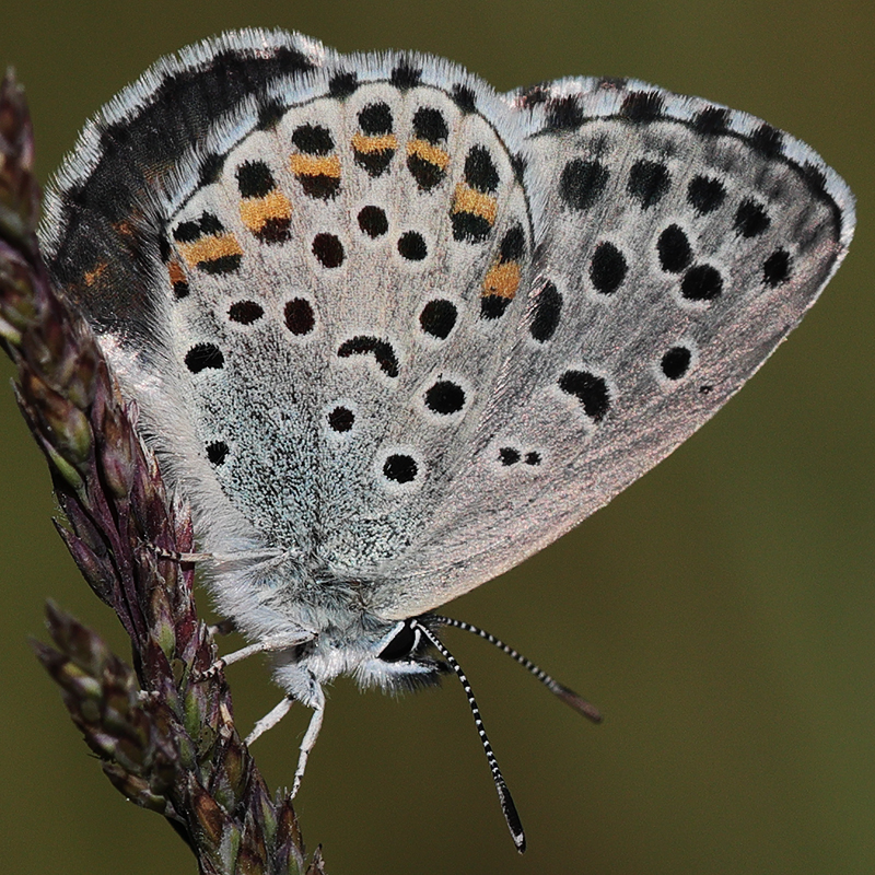 Pseudophilotes bavius (vanicola)