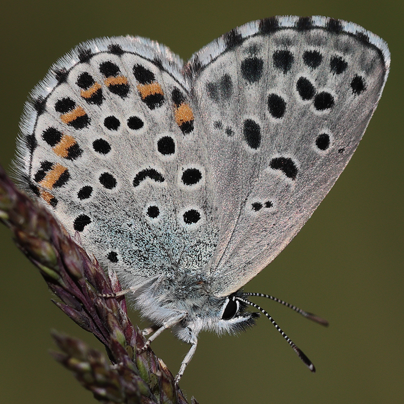 Pseudophilotes bavius (vanicola)