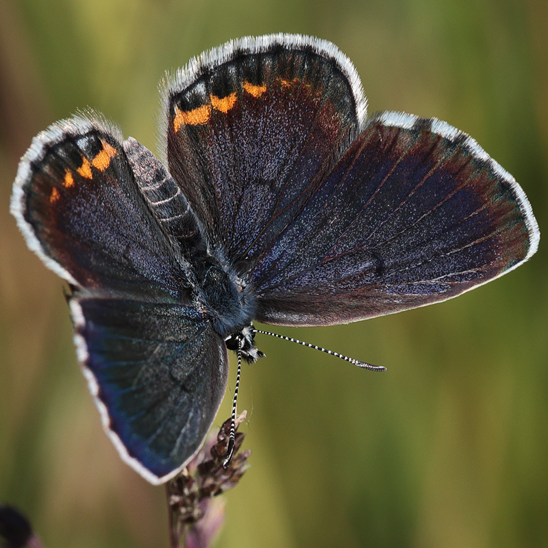 Pseudophilotes bavius (vanicola)