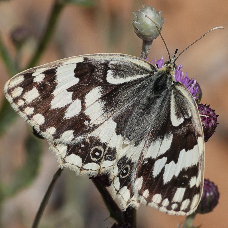 Melanargia hylata