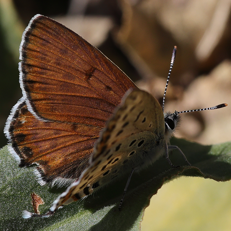Margelycaena euphratica