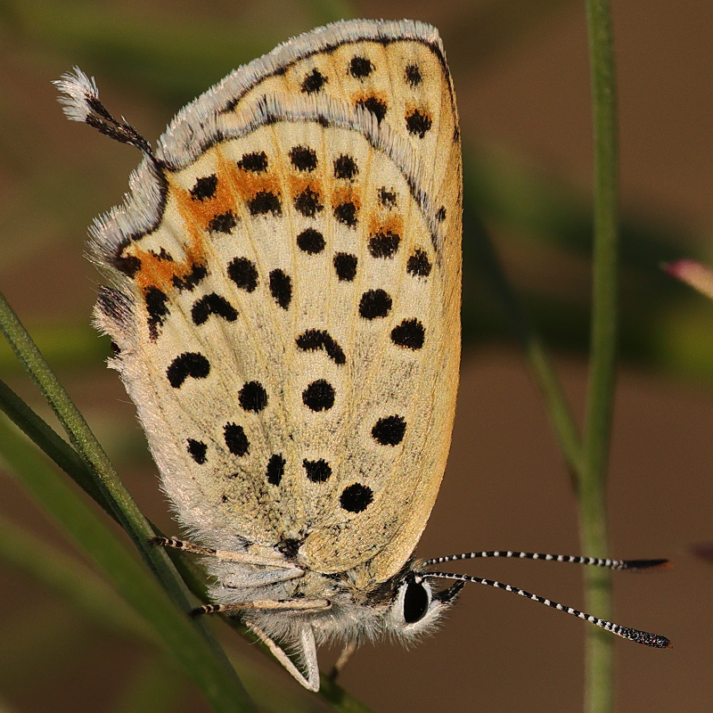 Margelycaena euphratica