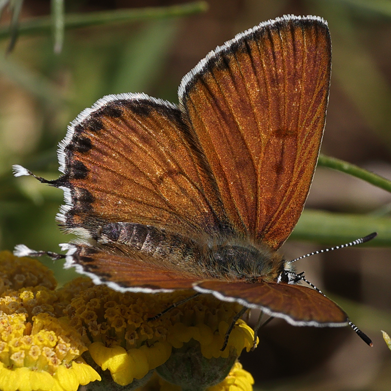 Margelycaena euphratica
