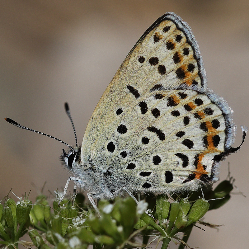 Margelycaena euphratica
