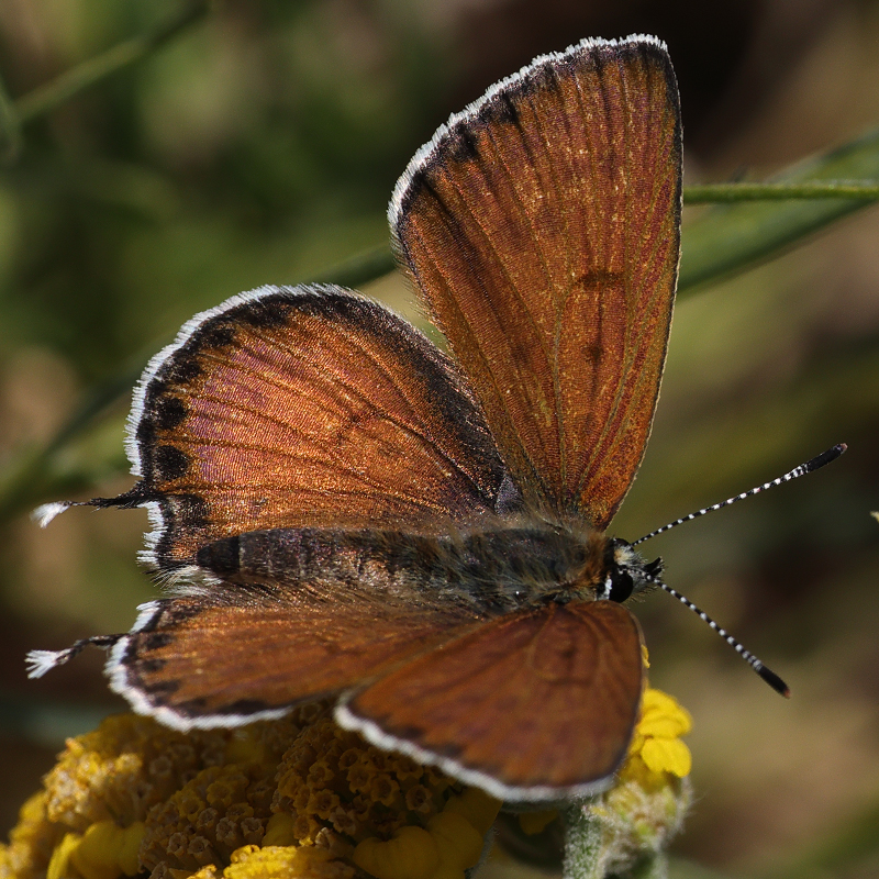 Margelycaena euphratica