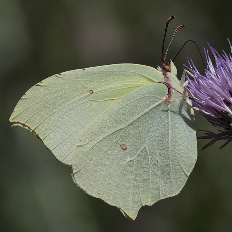 Gonepteryx farinosa