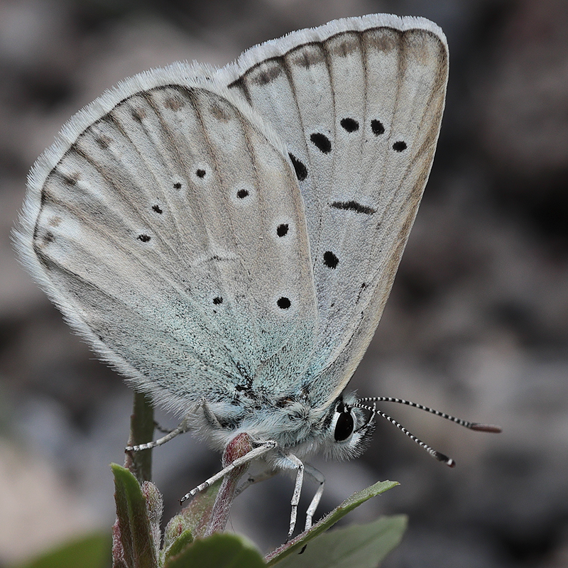 Polyommatus aedon