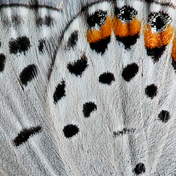 Icaricia lupini