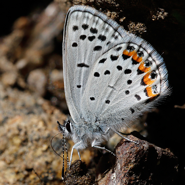 Icaricia lupini