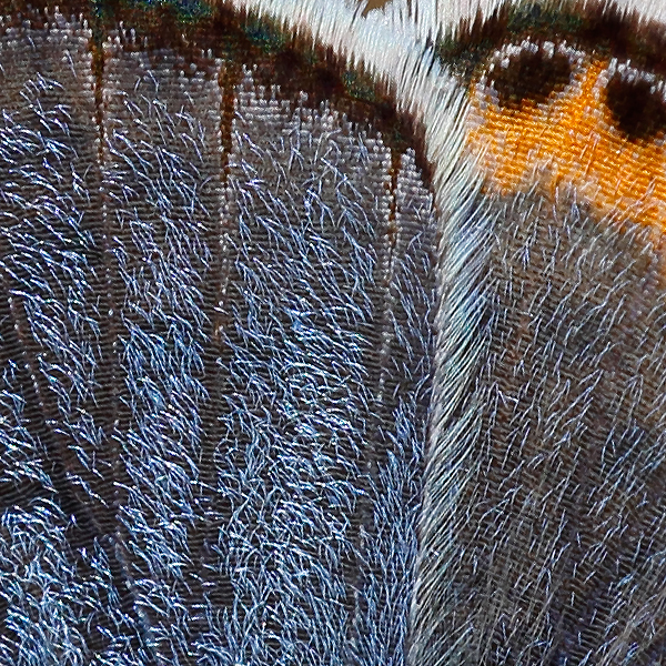 Icaricia lupini