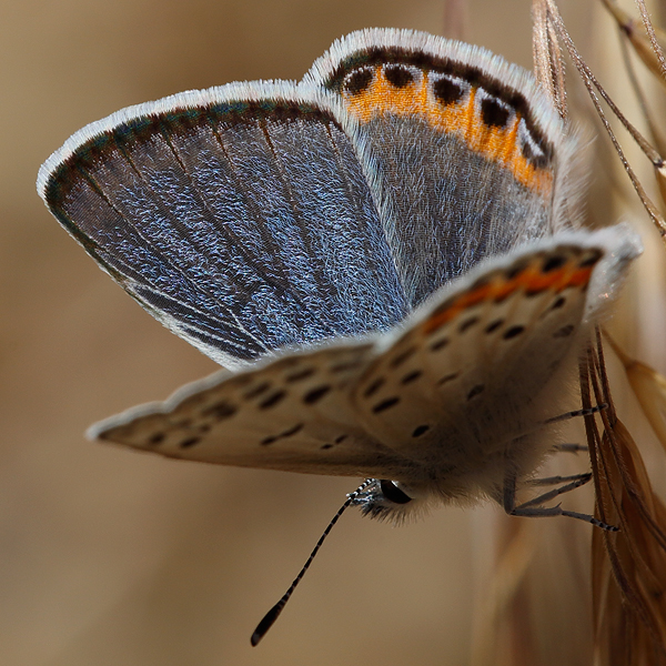 Icaricia lupini